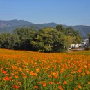 꽃 음악회 이미지