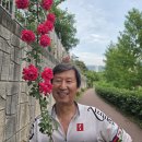 시와 장미 이미지