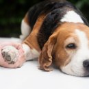 더파크동물의료센터 이미지