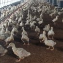 동송농장 이미지