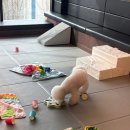 B&B(바비브라운 비숑프리제) | 바비브라운 비숑프리제 울산애견유치원에 강아지 보낸 후기예요