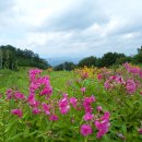 매봉산정상 이미지