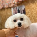 38점5도씨 이미지