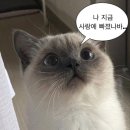 몽글몽글 이미지