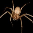 Fla. Man Dies From Brown Recluse Spider Bite By Sydney Lupkin | ABC News – Fri, Feb 28, 2014 2:35 PM EST 이미지