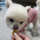 몽쉘꼬몽 이미지