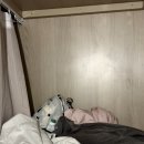 낭만돼지 청춘팜 네이버블로그