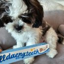 쭈 주식회사 | 강아지 양치 스트레스 끝! 닥터오레고닌 올댕티스 고구마 치약 실제 사용 후기