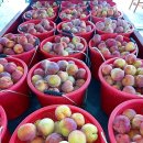 지인농장2 이미지