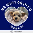 구름동물병원 네이버블로그