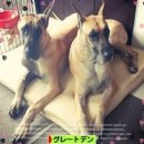 도그클럽 이미지