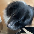 멍이와쿤이 | 청주이색카페/성안길애견카페/멍이와쿤이 미어캣 라쿤카페