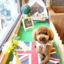 애견깍새 이미지