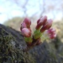 벚나무 [Prunus serrulata var. spontanea] 이미지