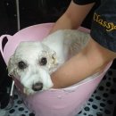 예쁘다 펫살롱 이미지