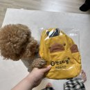 펫스티벌 | 목포 강아지유치원 &#39;펫스티벌&#39; 내돈내산 이용후기 (가격, 등록하게 된 이유)