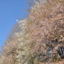 호수노래방 | 벚꽃 끝물 후기 - 양재천, 양재 아트살롱, 잠실 석촌호수