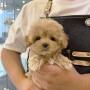 띠아몽 | 철원 원주강아지분양 띠아몽의 장인 신사장!