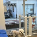 밤스(BAM'S) 강아지 미용실 이미지