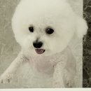 세종애견미용 이미지