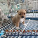 신천로 이미지