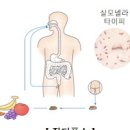 장티푸스 예방접종 원인 증상 진단 치료 이미지