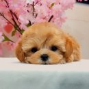 순진한 강아지 이미지