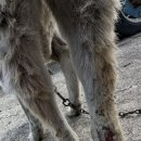 도로시지켜줄개 이미지