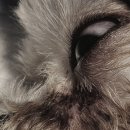 덕정 동물의료센터 이미지