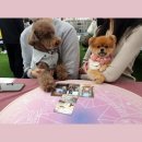 제제네 멍치원 | 반려동물축제 참여]서울 제제네_유기견 기부 바자회_펫타로