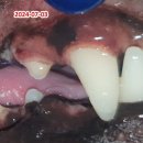 금호동물병원 | 치과 - 광주 강아지 레진 시술 실제 후기[광주 치과 동물병원, 강아지 치아파절, 강아지 신경치료...