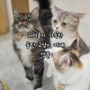 캣플 동탄점 | 동탄 라크몽 카페 고양이들의 천국 캣플(CATPLE) 방문기