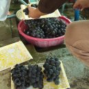 미양농장 이미지