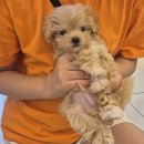 아지애견 이미지