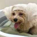 바디플러스 | 강아지샴푸 추천｜브리지테일 페토세라 바디워시 모이스처 플러스 저자극 보습 샴푸 사용 후기