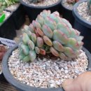 화이트팜(주) 이미지