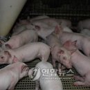 돼지농장 이미지
