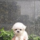 플레이독