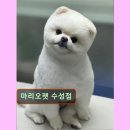 마리오펫 이미지