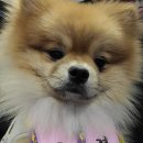 라엘동물의료센터 이미지