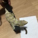 마냐나코리아 이미지