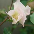 목화(아) 이미지