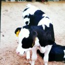 순영목장 이미지