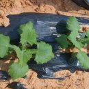 용암2리 | 6월26일 양지 농산 방문 후기~