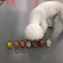 마이댕댕스쿨 | [마이댕댕스쿨] 강서구 화곡동 애견유치원 루프탑있는 유치원 내돈내산 찐 후기 무조건보세요