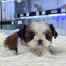 오독안심분양센터 강아지분양 고양이분양 시흥점 | 믿을 수 있는 곳에서 경험한 시흥강아지분양 후기