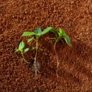 삼진농장 이미지