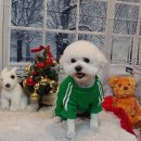 보미 펫 살롱 이미지