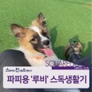 스퀘어독스 서산점 이미지