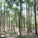 전주 건지산 편백나무숲과 전주 오송제 호수 풍경 이미지